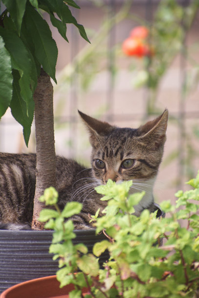 一张迷人的照片，一只年轻的虎斑猫蜷缩在一个灰色的花盆里，周围环绕着郁郁葱葱的绿色花园植物和一个金属栅栏背景。图片下载