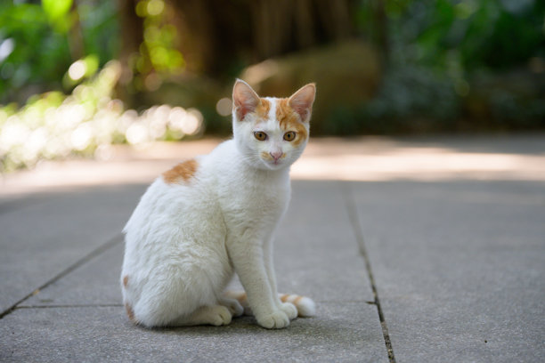 猫坐在地上。图片下载