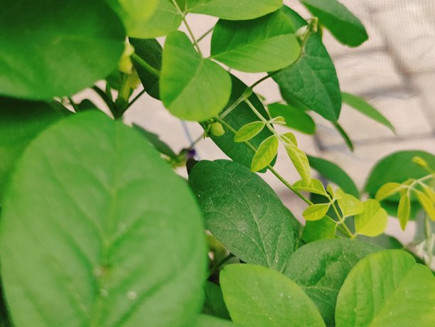 植物上鲜绿色叶子的特写，适用于自然、花园和植物素材图片下载