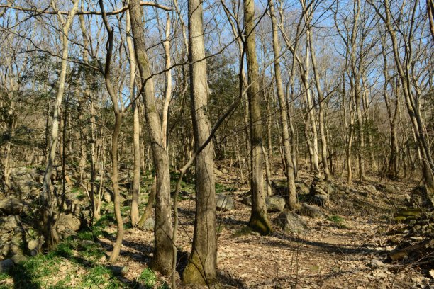 晚秋时节，槲栎（Quercus aliena）会结出椭圆形、带有白色粉末覆盖的褐色坚果。这是一张真实的实拍照片，并非AI生成。图片下载