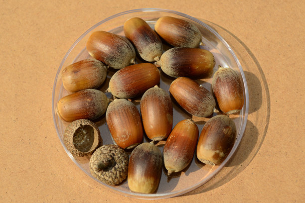 栎木（Quercus aliena）木材用于制造高品质家具、木炭和建筑材料。这是真实的实拍照片，并非AI生成。图片下载