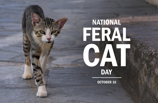 全国流浪猫日海报素材图片图片下载