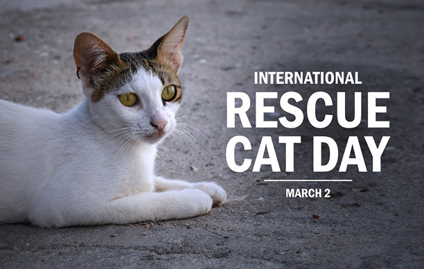 国际救援猫咪日海报素材图片图片下载