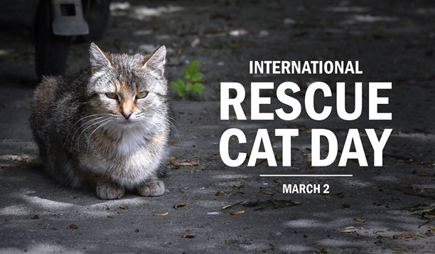 国际救援猫咪日海报素材图片图片下载