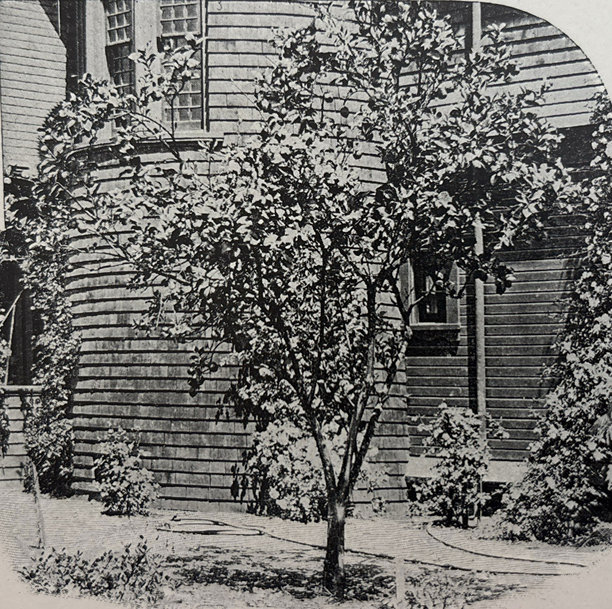 古董插画——加州帕萨迪纳一栋房子外的柠檬树图片下载