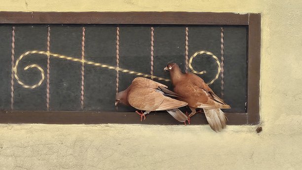 一对鸽子栖息在窗户上，仿佛在向内张望，浪漫的鸽子照片，鸽子象征着忠诚。图片下载