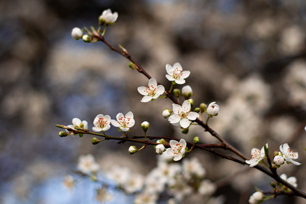 一枝白色樱花的精美、细腻的微距照片，花瓣清晰，背景为柔和、奶油般的绿蓝色虚化。图片下载