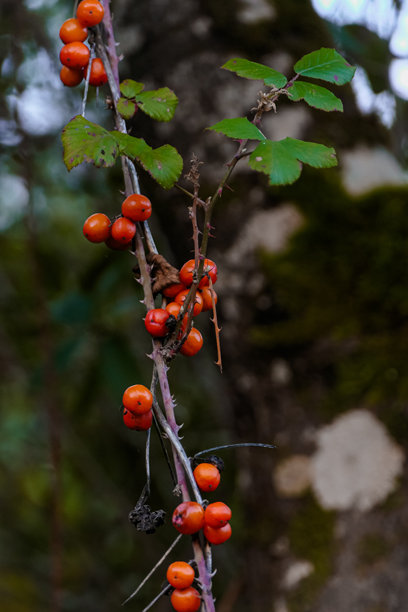 葡萄牙的自然生活——野生浆果图片下载