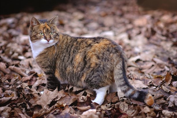 一只可爱的流浪猫藏在秋天落叶之中。横向图片，有选择性对焦。图片下载