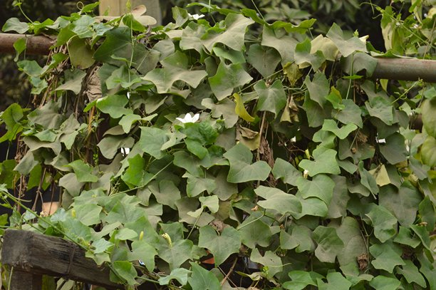 特写镜头：明亮自然光下的绿色叶子，背景柔和模糊，清新自然的微距照片图片下载