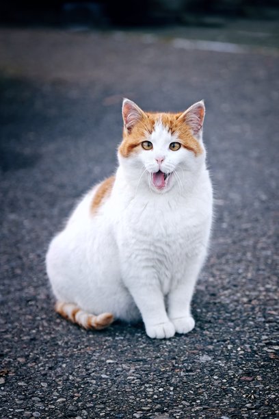 一只斜视的可爱小猫在户外做鬼脸，照片为竖构图，有焦点选择。图片下载