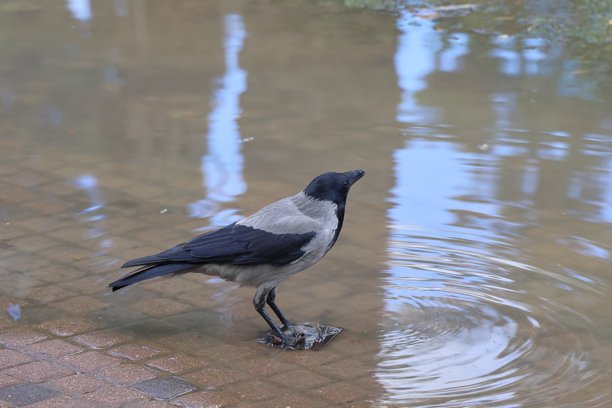水坑里的乌鸦，照片作为背景，数字图像图片下载