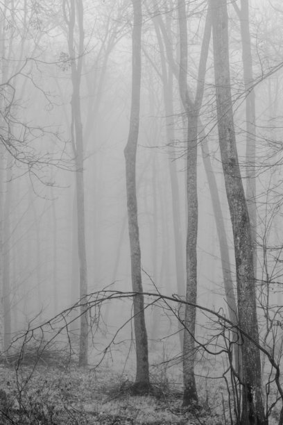 黑白照片，背景是笼罩在冬日迷雾中的神秘森林。单色调的迷雾森林图片下载