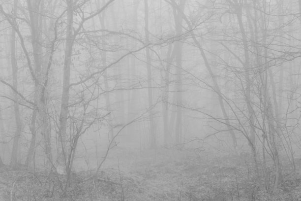 黑白照片，背景是笼罩在冬季薄雾中的神秘森林。单色调的迷雾森林图片下载
