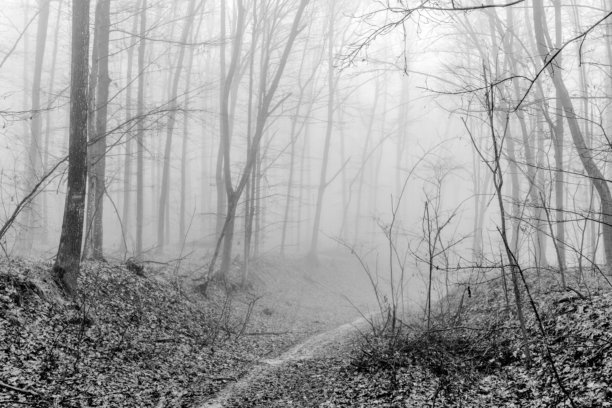 黑白照片，背景是笼罩在冬季薄雾中的神秘森林。单色调的迷雾森林图片下载