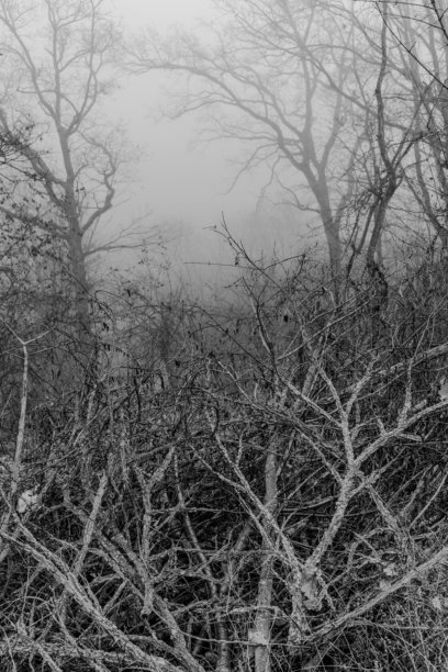 黑白照片，背景是笼罩在冬日迷雾中的神秘森林。单色调的迷雾森林图片下载