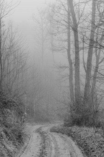 黑白照片，背景是笼罩在冬日迷雾中的神秘森林。单色调的迷雾森林图片下载