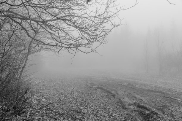 黑白照片，背景是笼罩在冬日迷雾中的神秘森林。单色调的迷雾森林图片下载