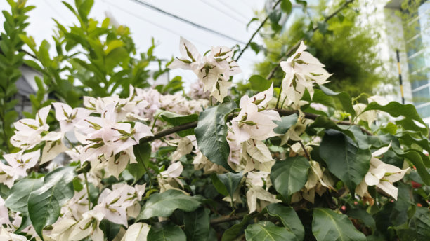 花园里的白色九重葛花，作为背景素材图片下载