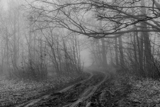 黑白照片，背景是笼罩在冬日薄雾中的神秘森林。单色调的迷雾森林图片下载