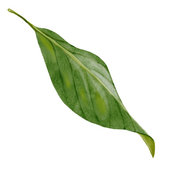 绿色叶子水彩画。手绘植物插画。植物剪贴画。非常适合天然化妆品和商店海报。图片下载