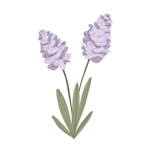 两朵紫色的野花和叶子，手绘草地花卉元素，插画孤立在白色背景上图片下载