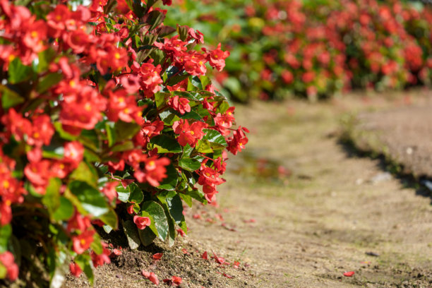 夏日盛开的红色秋海棠花的特写照片图片下载