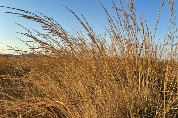 秋季干枯的植物和麦田，干枯的杂草天鹅细节，背景为秋季风景，干枯植物映衬着干涸的田野和蓝天。全球变暖气候变化与概念。可复制文字空间。图片下载