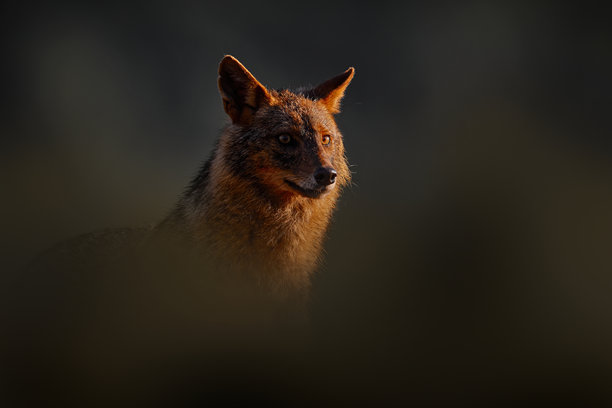 保加利亚野生动物。金背豺（犬齿豺），金色犬科动物，在东罗多彼山脉的岩石上进食。野狗在自然中的行为场景。山地动物在其栖息地。保加利亚野生动物，欧洲巴尔干地区。图片下载
