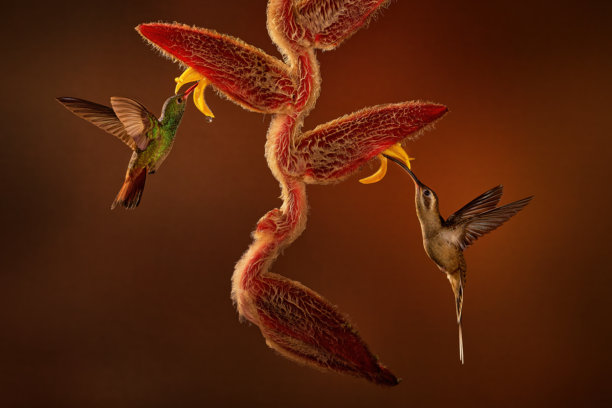 红尾蜂鸟，学名Amazilia tzacatl，一只鸟在自然栖息地中飞舞，旁边是美丽的红色玫瑰花，背景为绿色，该鸟来自哥斯达黎加。鸟身上有黄色的花朵。哥斯达黎加蜂鸟图片下载