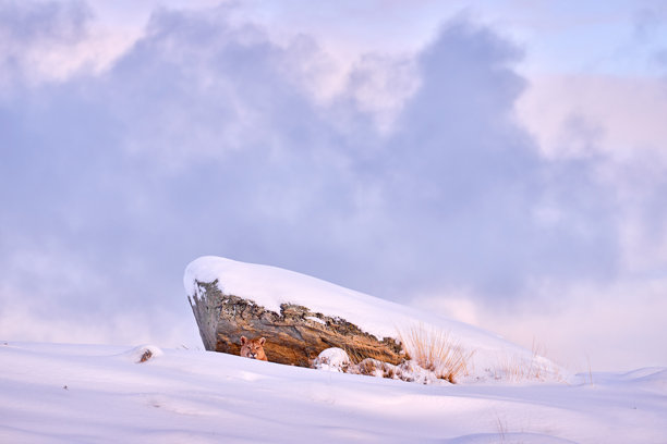 在自然栖息地寻找野生的美洲狮。位于智利百内国家公园的自然冬季山地岩石栖息地中的山狮。巴塔哥尼亚、南美洲的野生动物。雪中的美洲狮，寒冷的冬天。图片下载