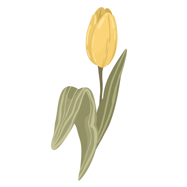 黄郁金香花朵，叶片弯曲，手绘春季植物元素，插画，孤立在白色背景上图片下载