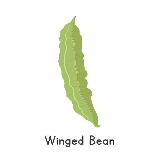 翅豆矢量插画。豆科植物或四棱豆卡通剪贴画，扁平风格的蔬菜。又称雪茄豆、戈亚豆、四角豆、马尼拉品种、星形品种、卡姆兰吉品种、豌豆图片下载