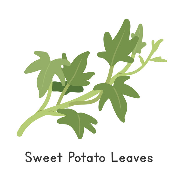 红薯叶矢量插画。红薯叶卡通剪贴画，扁平化风格的蔬菜。又名番薯（学名：Ipomoea batatas (L.) Lam.）。绿叶概念。常见蔬菜矢量设计图片下载