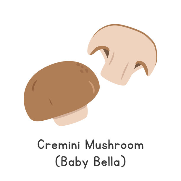 褐菇矢量图。褐菇或迷你贝拉卡通插画，扁平风格的蔬菜。也称卡里米尼菇、小波多贝罗菇、褐蘑菇或双孢蘑菇。图片下载