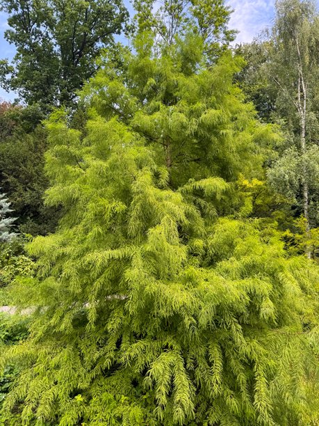 绿色树枝的宏观视角，绿色自然背景，背景为侧柏树，本地遮荫树的绿色树枝，圣诞树的宏观照片图片下载