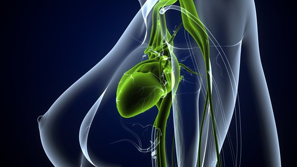 女性心脏解剖图。三维插画图片下载