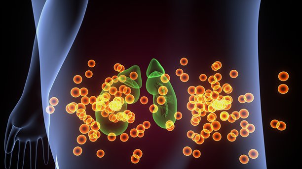 人体肾上腺解剖图。三维插画图片下载