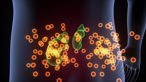 人体肾上腺解剖图。三维插画图片下载