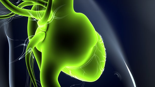 人体心脏解剖图。3D插画图片下载