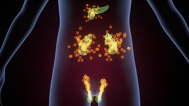 人体腺体解剖图。三维插画。图片下载