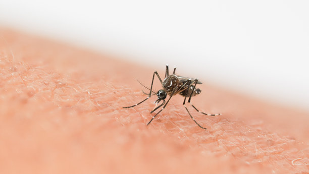 蚊子吸食人血的特写微距照片，展示了昆虫的详细特征，包括其口器、腿和身体图案。图片下载