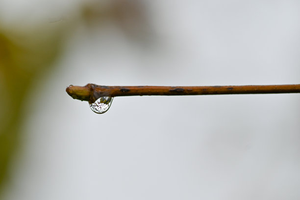 水滴悬挂在叶茎上的微距照片图片下载