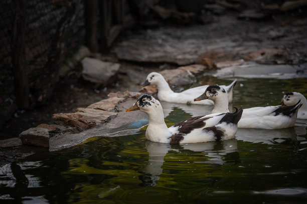 一群喜鹊鸭在小池塘里平静地游泳。图片展示了在欧洲常见的黑白家禽，它们在宁静的乡村环境中悠闲地漂浮在一起。图片下载