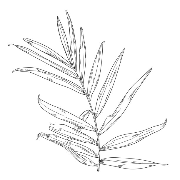 茂密棕榈叶，黑白素描。矢量插画。热带树叶，孤立在白色背景上。绿色野外植物和新鲜丛林叶子。图片下载