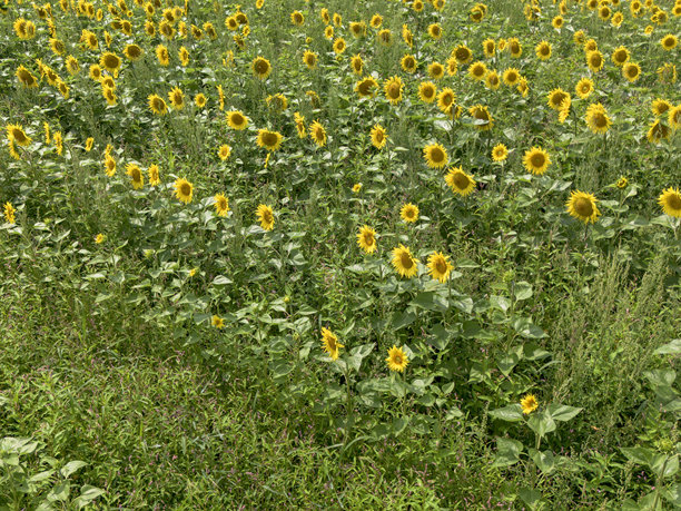 从空中拍摄的霍赫恩克草甸中的向日葵田照片图片下载