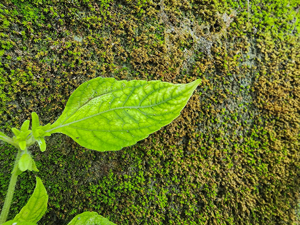 苔藓覆盖的墙壁上，绿色叶子和细小植物茎的特写，自然纹理背景，带有复制空间，户外植物细节和有机图案图片下载