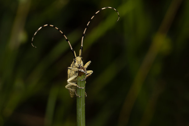 长角甲虫（Agapanthia asphodeli）。特写照片。自然背景。图片下载