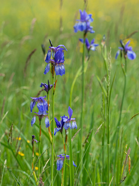 草地上盛开的西伯利亚鸢尾花丛照片图片下载