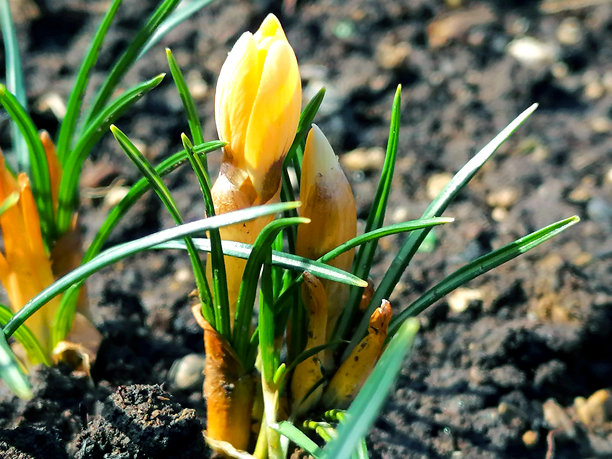 黄色番红花素材图片。雪番红花素材图片。初春素材图片。春季花园素材图片。春季花卉素材图片。图片下载